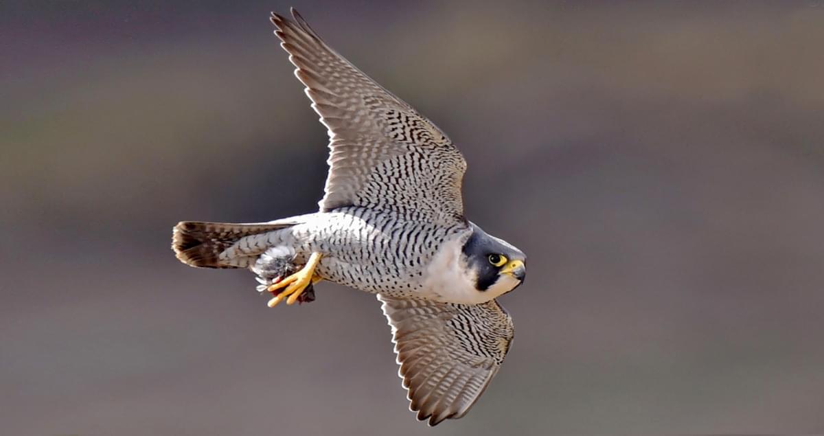 baby peregrine falcon in nest