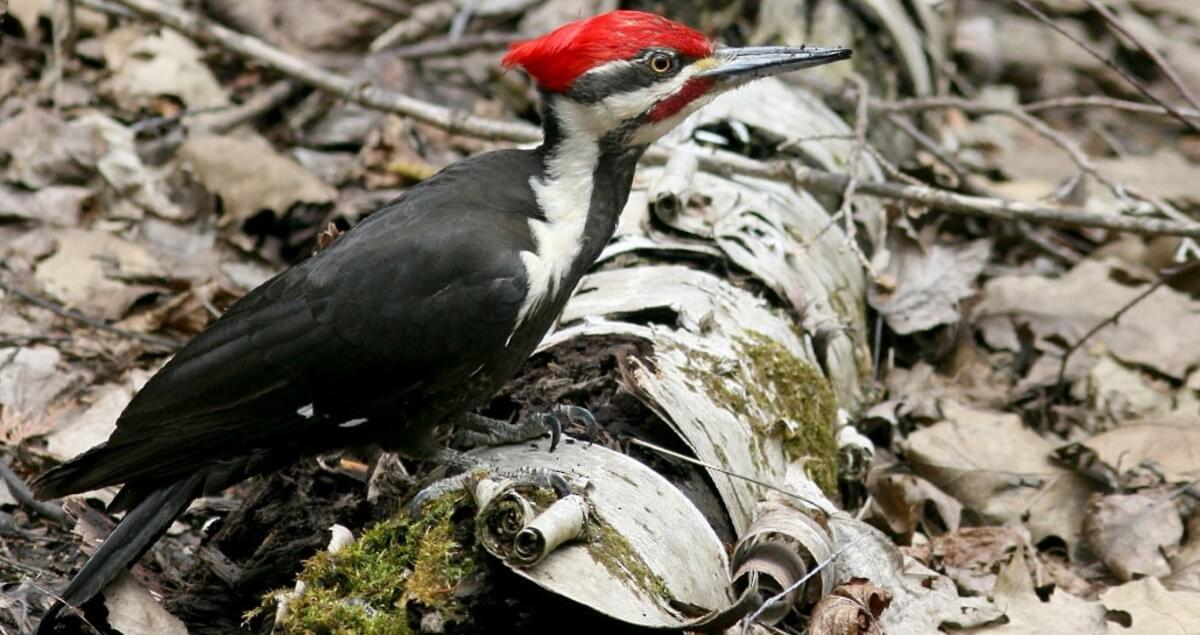 Pileated Woodpecker Life History All About Birds Cornell Lab Of Ornithology,Crock Pot Tofu Chili
