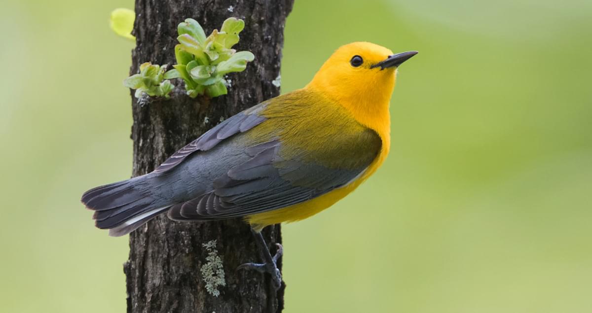 Prothonotary Warbler Identification, All About Birds, Cornell Lab of Ornithology