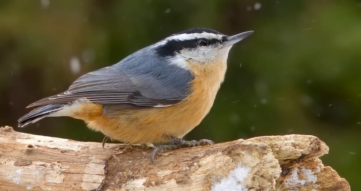 Red-breasted Nuthatches: Common Backyard Feeders