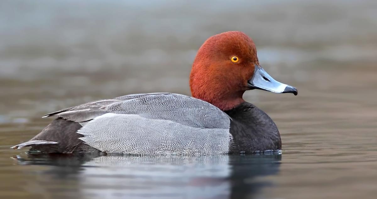 Redhead Identification, All About Birds, Cornell Lab of Ornithology