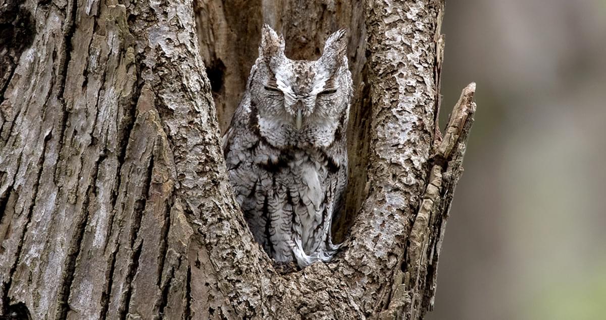 Screech sdbyrim. Screech Owl. Eastern Screech Owl. Screech Sound. Screech фото с подписью.