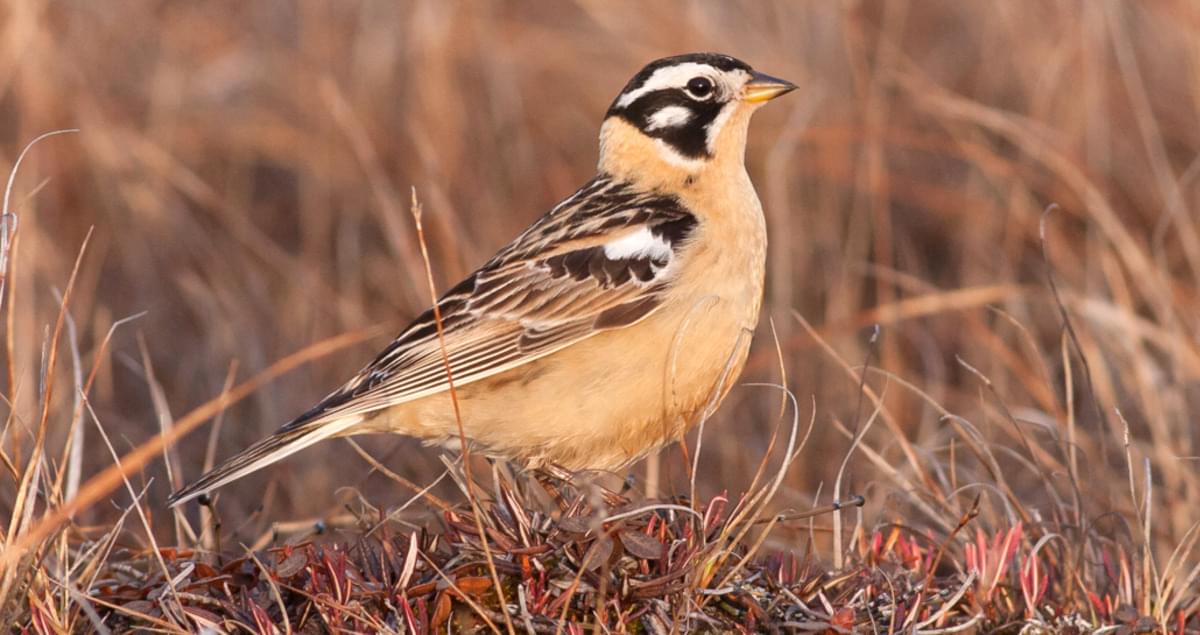 Smith's Longspur Identification, All About Birds, Cornell