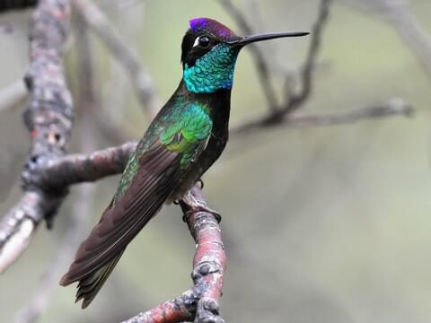 Rivoli's Hummingbird Adult male