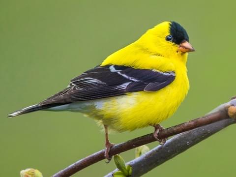 American Goldfinch Identification, All About Birds, Cornell Lab of  Ornithology