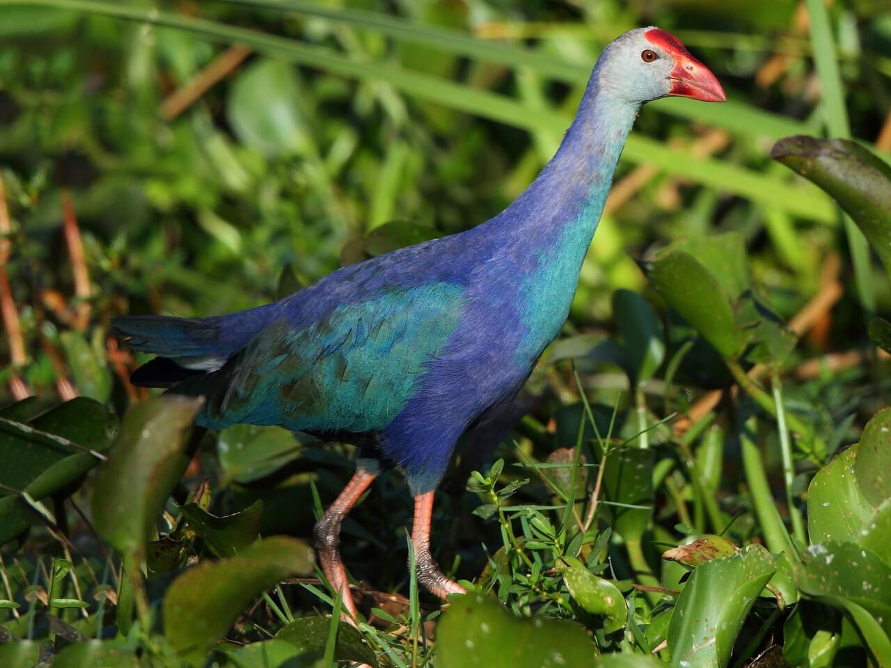 Gray-headed Swamphen Adult