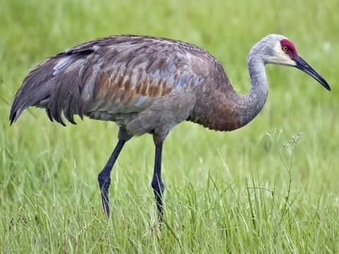 Sandhill Crane Identification, All About Birds, Cornell Lab of Ornithology