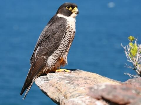 all about peregrine falcons