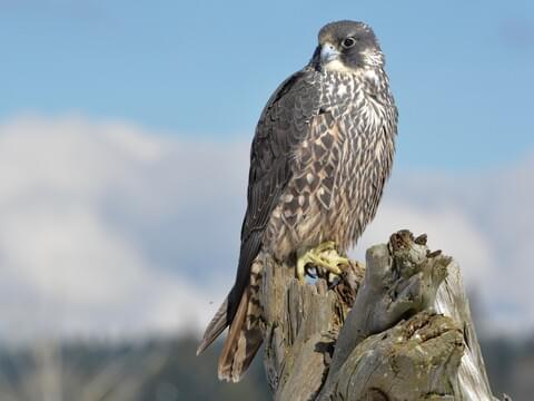 Peregrine Falcon Identification All About Birds Cornell