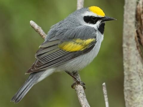 Golden-winged Warbler Male