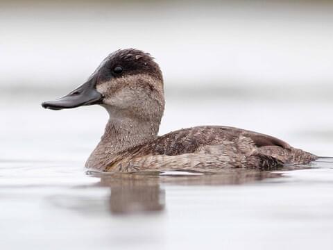 North American Duck Species Chart