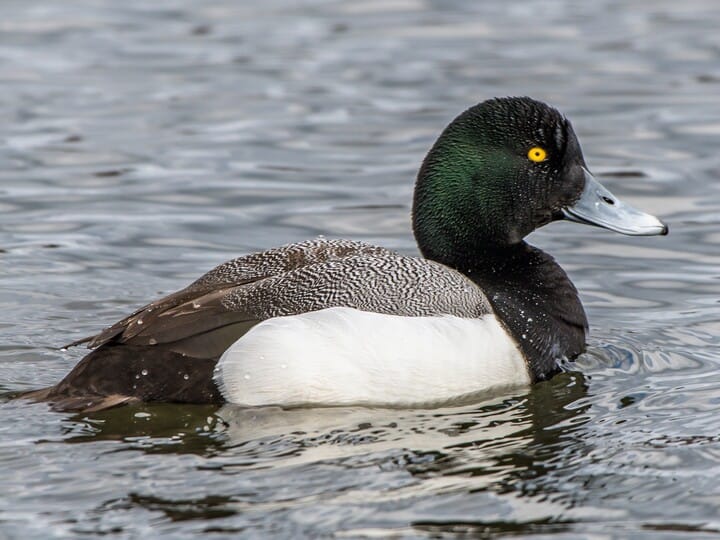 Greater Scaup Male