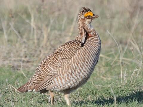 Lesser Prairie-Chicken Identification, All About Birds, Cornell Lab of  Ornithology