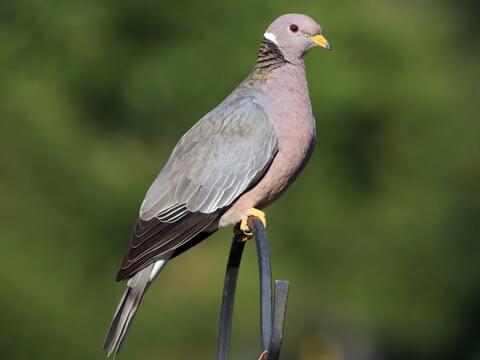 Wood Pigeon Bird Facts