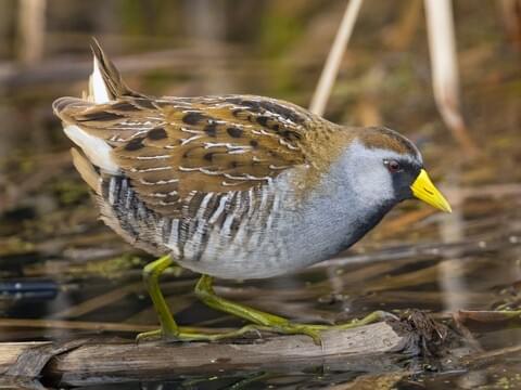 Sora Adult