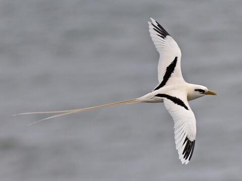 White-tailed Tropicbird Adult