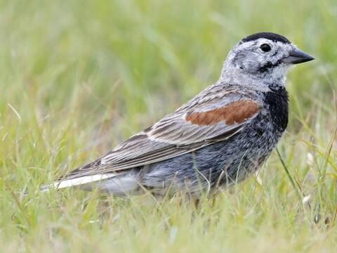 Thick-billed Longspur Breeding male