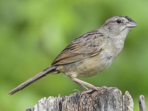 Botteri's Sparrow Adult (Peten)