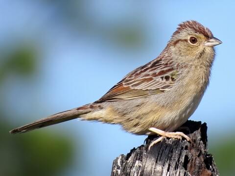 Bachman's Sparrow Adult