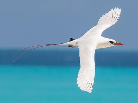 Red-tailed Tropicbird Adult