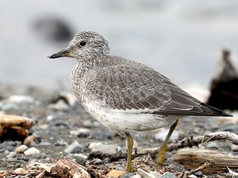 Photos and Videos for Surfbird, All About Birds, Cornell Lab of Ornithology