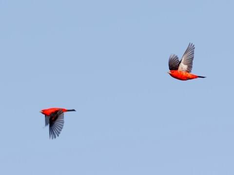 Birds of the Sugarbush: Scarlet Tanager