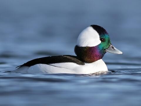 Duck with Man Face Buddy