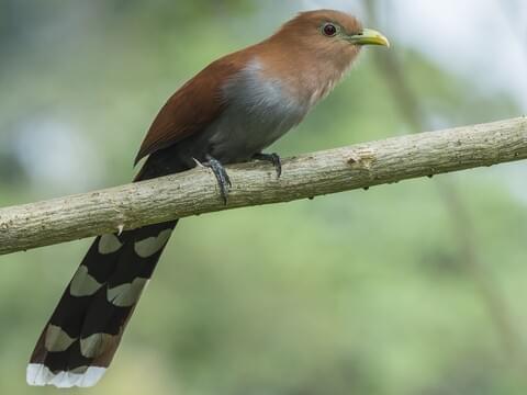 Squirrel Cuckoo Adult (Middle America)
