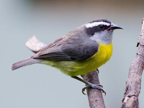 Bananaquit Adult (Continental)