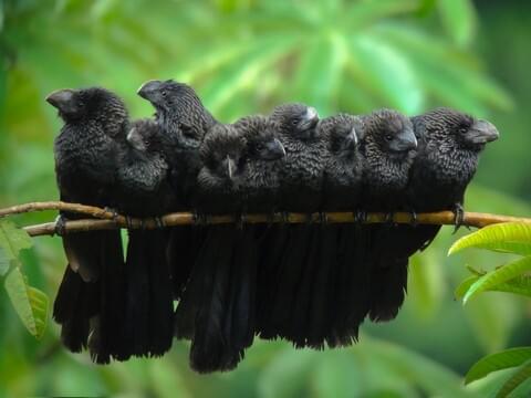 Smooth-billed Ani Identification, All About Birds, Cornell Lab of  Ornithology