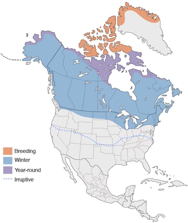 Snowy Owl Classification Chart