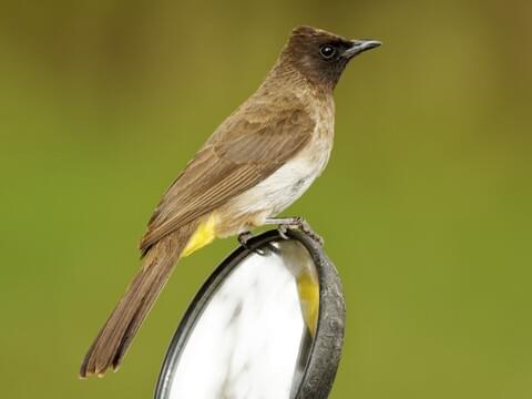 Common Bulbul Adult (Dark-capped)