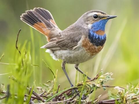 Bluethroat Adult male (Red-spotted)