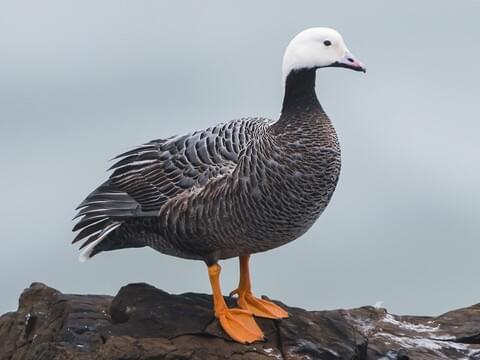 Emperor Goose Adult