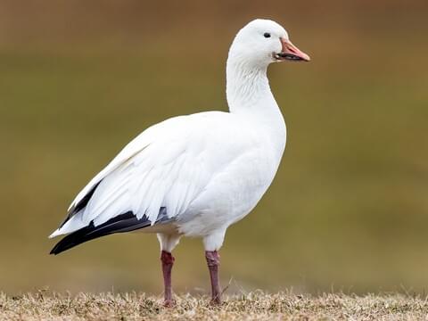 Snow Goose Identification, All About Birds, Cornell Lab of Ornithology