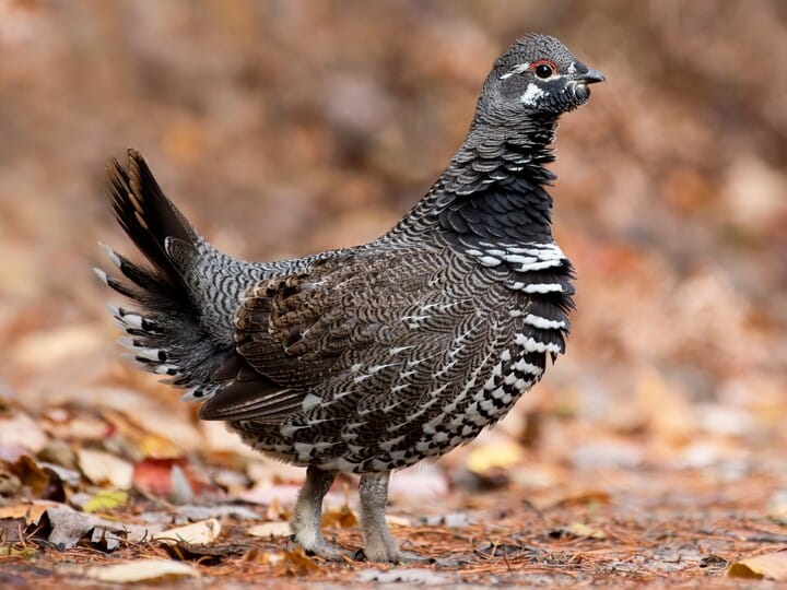 Spruce grouse male