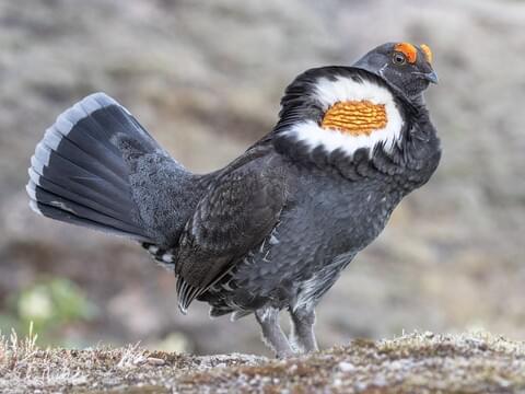 Sooty Grouse Male