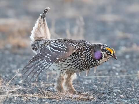 Sharp-tailed Grouse Adult male
