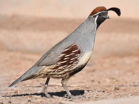Photos and Videos for Gambel's Quail, All About Birds ...