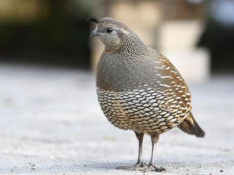 California Quail Identification, All About Birds, Cornell Lab of Ornithology