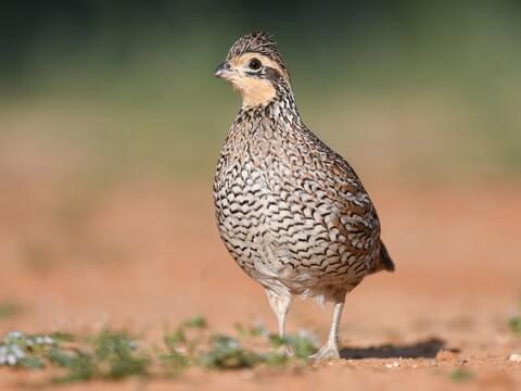 bobwhite quail flying