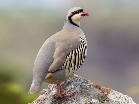 Chukar Overview, All About Birds, Cornell Lab of Ornithology