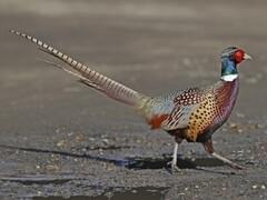 Nature Notes: The magnificent ring-necked pheasant, Travel And Outdoors