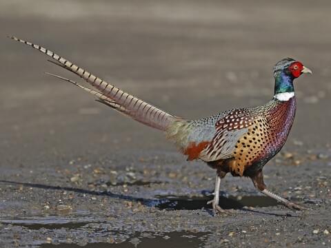 all about pheasants