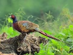 Ring-Necked Pheasant Facts