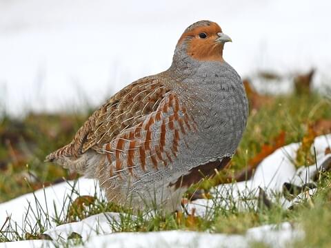 Gray Partridge Identification, All About Birds, Cornell Lab of Ornithology