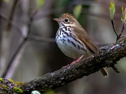 Ovenbird Identification, All About Birds, Cornell Lab of Ornithology