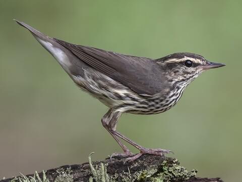 Northern Waterthrush Identification, All About Birds, Cornell Lab of Ornithology
