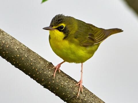 Kentucky Birds Identification