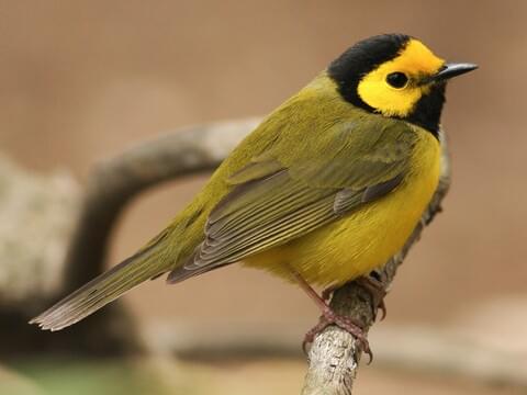 Hooded Warbler